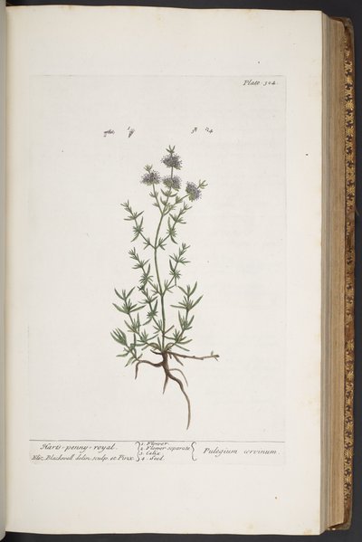 اللوحة 304 من A Curious Herbal بواسطة إليزابيث بلاكويل