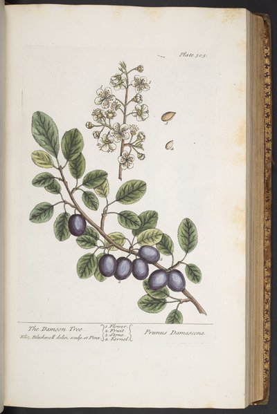 اللوحة 305 من A Curious Herbal بواسطة إليزابيث بلاكويل