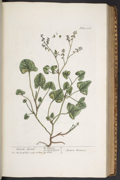 اللوحة 306 من A Curious Herbal بواسطة إليزابيث بلاكويل