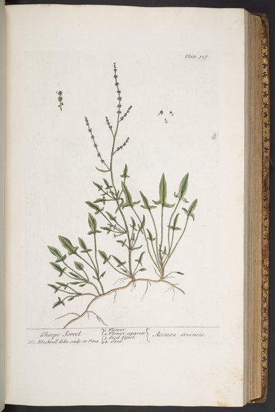 اللوحة 307 من A Curious Herbal بواسطة إليزابيث بلاكويل