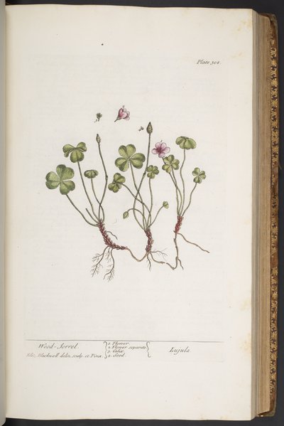 اللوحة 308 من A Curious Herbal بواسطة إليزابيث بلاكويل