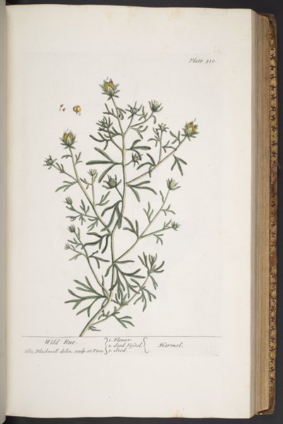 اللوحة 310 من A Curious Herbal بواسطة إليزابيث بلاكويل