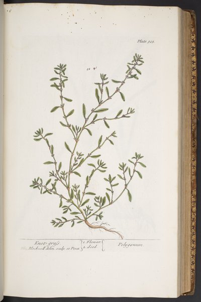 اللوحة 315 من A Curious Herbal بواسطة إليزابيث بلاكويل