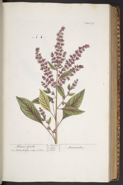 اللوحة 317 ، Flower Gentle ، أو Amaranthus ، من "A Curious Herbal" بواسطة إليزابيث بلاكويل