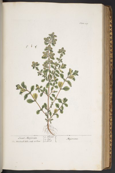 اللوحة 319 من A Curious Herbal بواسطة إليزابيث بلاكويل