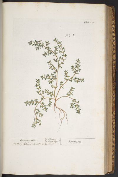 اللوحة 320 من A Curious Herbal بواسطة إليزابيث بلاكويل