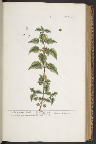 اللوحة 321 من A Curious Herbal بواسطة إليزابيث بلاكويل