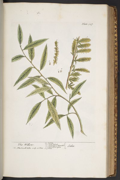 اللوحة 327 من A Curious Herbal بواسطة إليزابيث بلاكويل