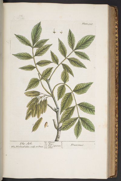 اللوحة 328 من A Curious Herbal بواسطة إليزابيث بلاكويل