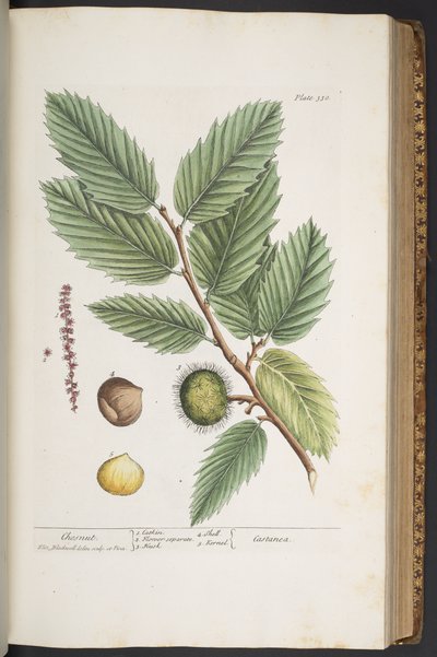 اللوحة 330 من A Curious Herbal بواسطة إليزابيث بلاكويل