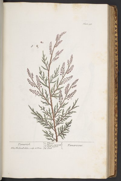 اللوحة 331 من A Curious Herbal بواسطة إليزابيث بلاكويل