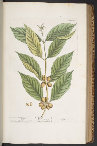 اللوحة 337 من A Curious Herbal بواسطة إليزابيث بلاكويل