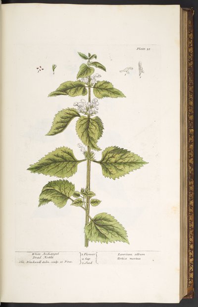 اللوحة 33 ، نبات القراص الأبيض ، رئيس الملائكة الميت ، من "A Curious Herbal" بواسطة إليزابيث بلاكويل