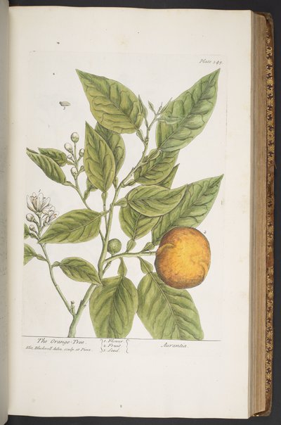 اللوحة 349 من A Curious Herbal بواسطة إليزابيث بلاكويل