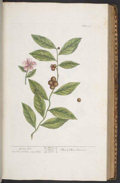 اللوحة 351 من A Curious Herbal بواسطة إليزابيث بلاكويل