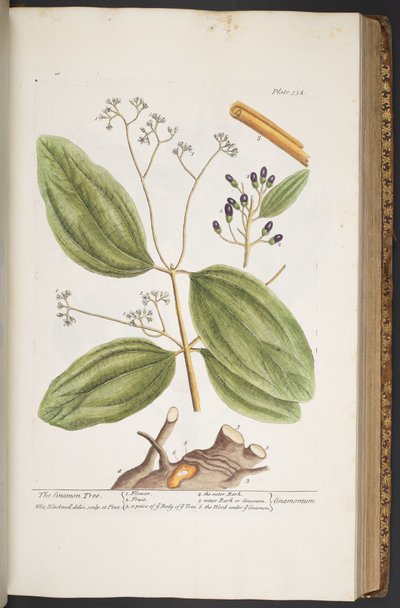 اللوحة 354 من A Curious Herbal بواسطة إليزابيث بلاكويل