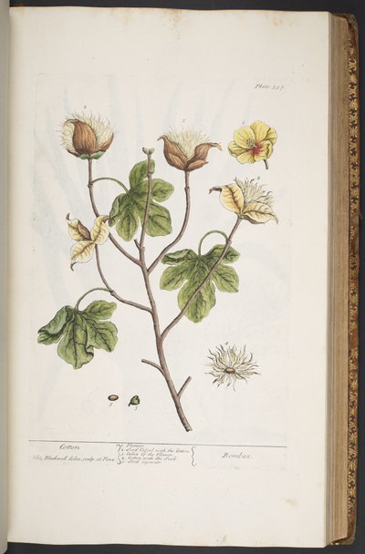 اللوحة 357 من A Curious Herbal بواسطة إليزابيث بلاكويل