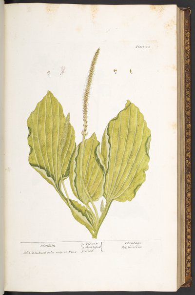 اللوحة 35 ، لسان الحمل ، من "A Curious Herbal" بواسطة إليزابيث بلاكويل