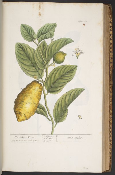 اللوحة 361 من A Curious Herbal بواسطة إليزابيث بلاكويل