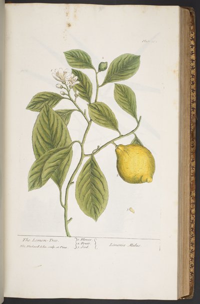 اللوحة 362 من A Curious Herbal بواسطة إليزابيث بلاكويل
