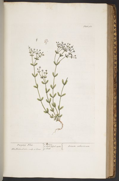 اللوحة 368 من A Curious Herbal بواسطة إليزابيث بلاكويل