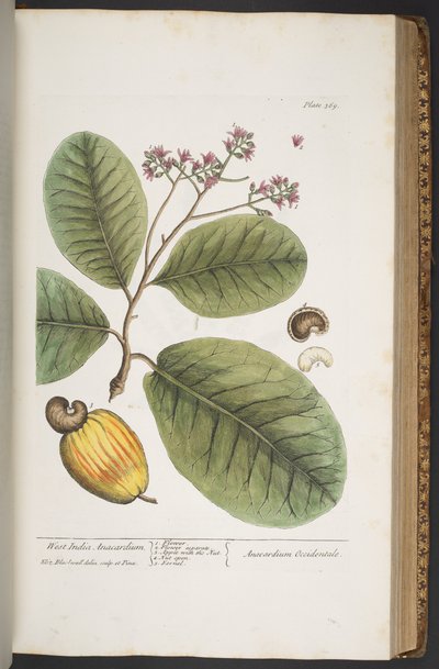 اللوحة 369 من A Curious Herbal بواسطة إليزابيث بلاكويل