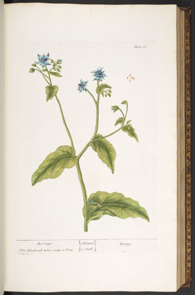 اللوحة 36 ، Borrage ، من "A Curious Herbal" بواسطة إليزابيث بلاكويل