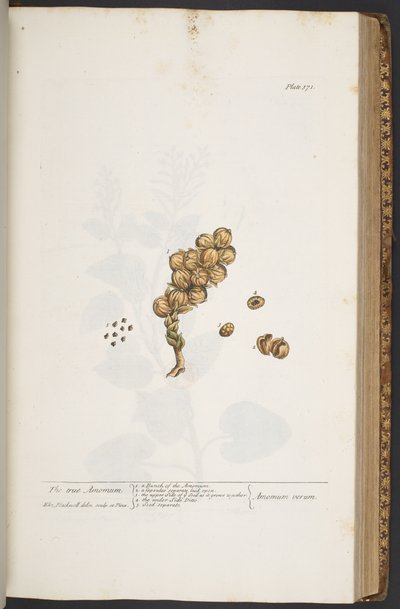 اللوحة 371 من A Curious Herbal بواسطة إليزابيث بلاكويل
