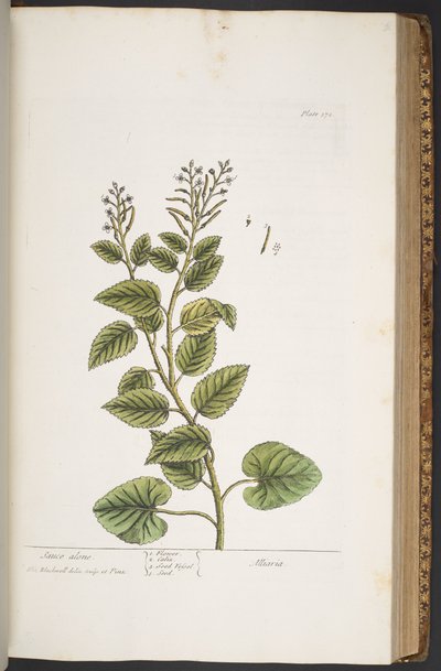 اللوحة 372 من A Curious Herbal بواسطة إليزابيث بلاكويل