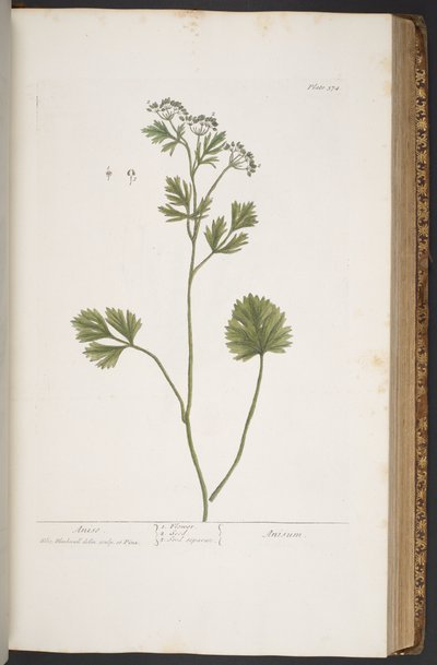 اللوحة 374 من A Curious Herbal بواسطة إليزابيث بلاكويل
