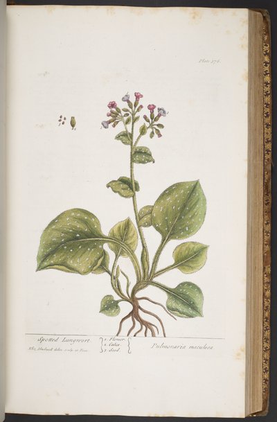 اللوحة 376 من A Curious Herbal بواسطة إليزابيث بلاكويل