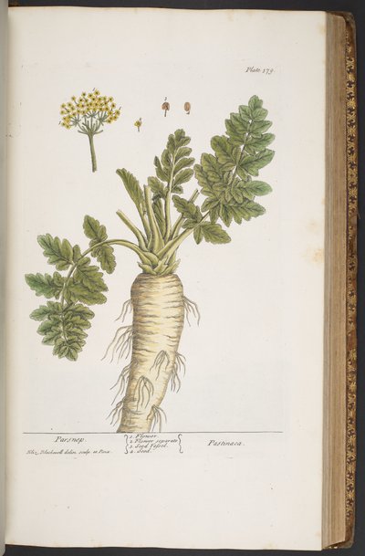اللوحة 379 من A Curious Herbal بواسطة إليزابيث بلاكويل