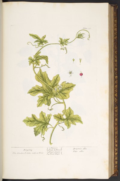 اللوحة 37 ، بريوني ، من "A Curious Herbal" بواسطة إليزابيث بلاكويل