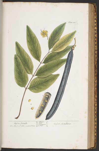 اللوحة 381 من A Curious Herbal بواسطة إليزابيث بلاكويل