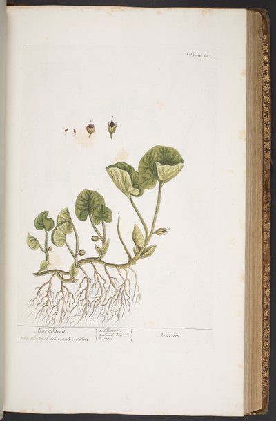 اللوحة 383 من A Curious Herbal بواسطة إليزابيث بلاكويل