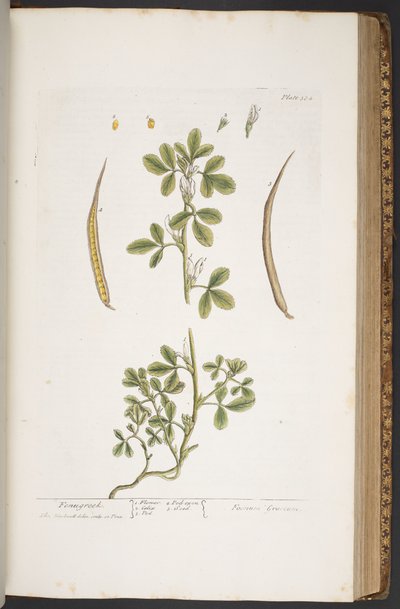 اللوحة 384 من A Curious Herbal بواسطة إليزابيث بلاكويل