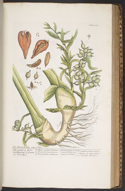 اللوحة 385 من A Curious Herbal بواسطة إليزابيث بلاكويل