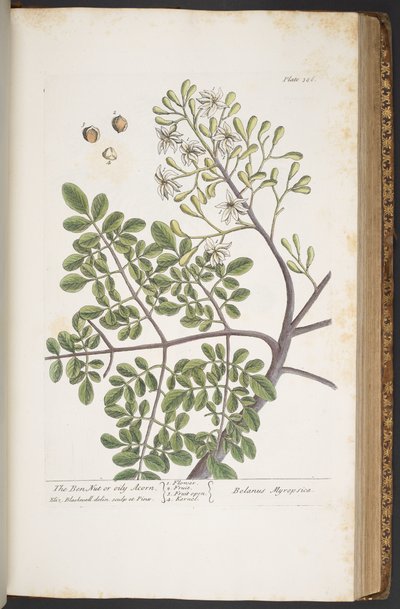 اللوحة 386 من A Curious Herbal بواسطة إليزابيث بلاكويل