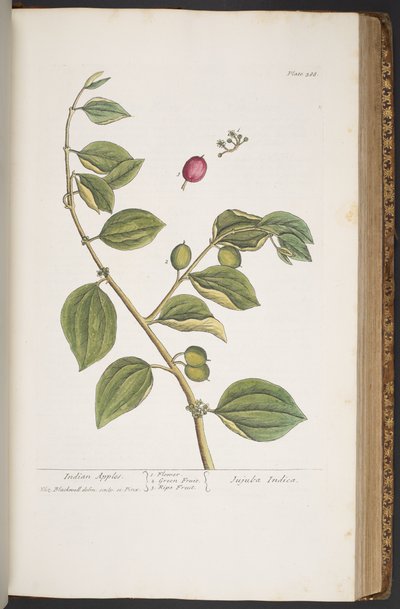 اللوحة 388 من A Curious Herbal بواسطة إليزابيث بلاكويل