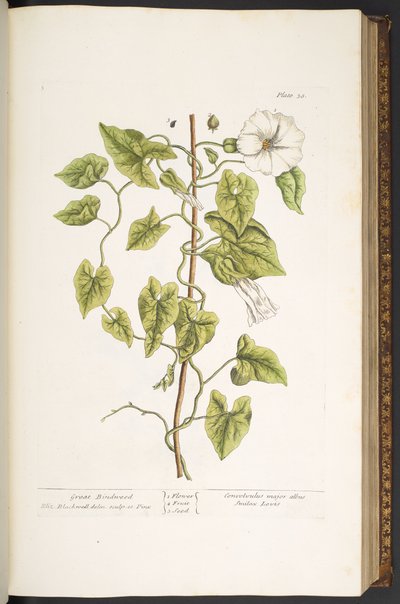 اللوحة 38 ، الحشيش العظيم ، من "A Curious Herbal" بواسطة إليزابيث بلاكويل