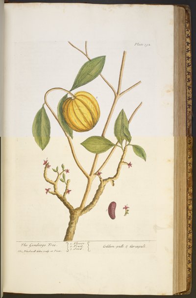 اللوحة 392 من A Curious Herbal بواسطة إليزابيث بلاكويل