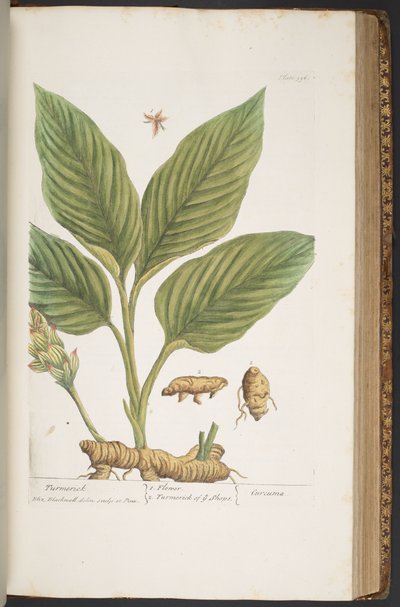 اللوحة 396 من A Curious Herbal بواسطة إليزابيث بلاكويل
