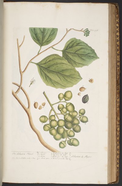 اللوحة 398 من A Curious Herbal بواسطة إليزابيث بلاكويل