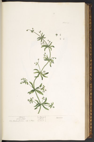 اللوحة 39 ، Clivers ، Goose Grass ، من "A Curious Herbal" بواسطة إليزابيث بلاكويل