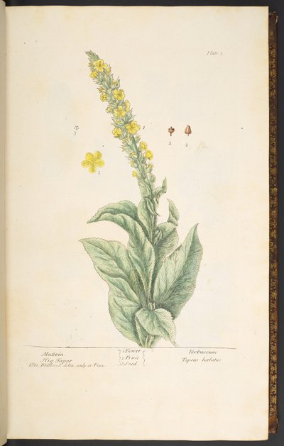 اللوحة 3 ، Mullein ، من "A Curious Herbal" بواسطة إليزابيث بلاكويل