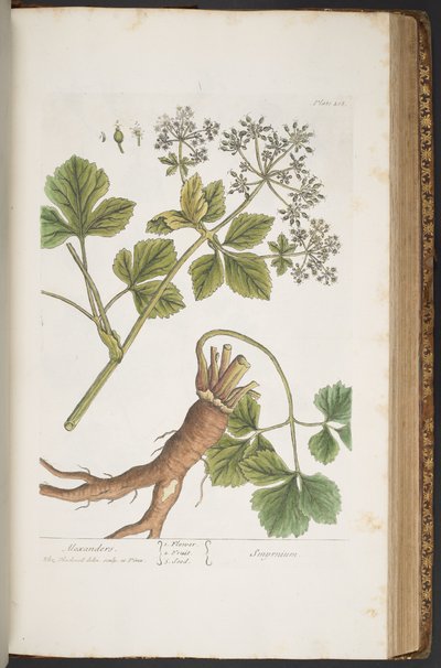 اللوحة 408 ، الإسكندر ، من "A Curious Herbal" بواسطة إليزابيث بلاكويل
