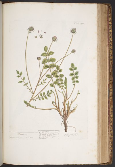 اللوحة 413 من A Curious Herbal بواسطة إليزابيث بلاكويل