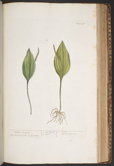 اللوحة 416 من A Curious Herbal بواسطة إليزابيث بلاكويل