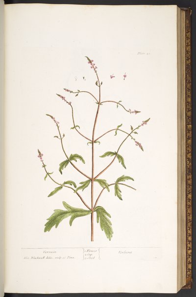 اللوحة 41 ، Vervain ، من "A Curious Herbal" بواسطة إليزابيث بلاكويل
