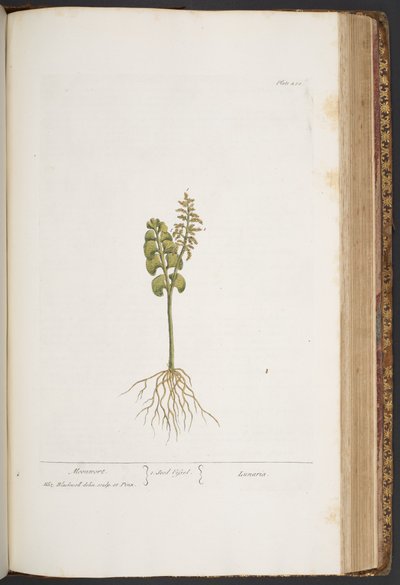 اللوحة 420 من "A Curious Herbal" بواسطة إليزابيث بلاكويل